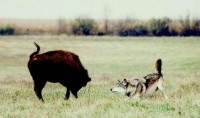 /album/fotogaleria-lov/orca-and-bison-jpg1/